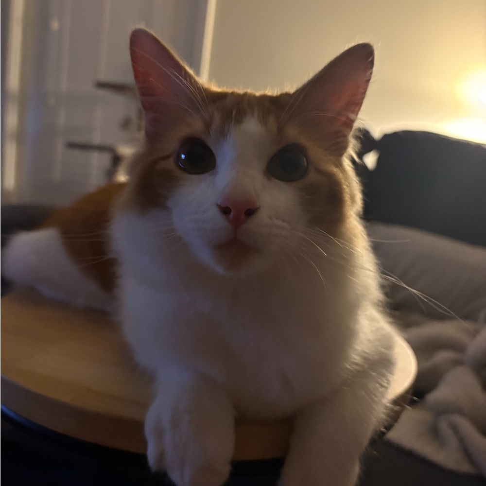 Meet your Posher, Natalia